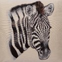 Zebra-25673